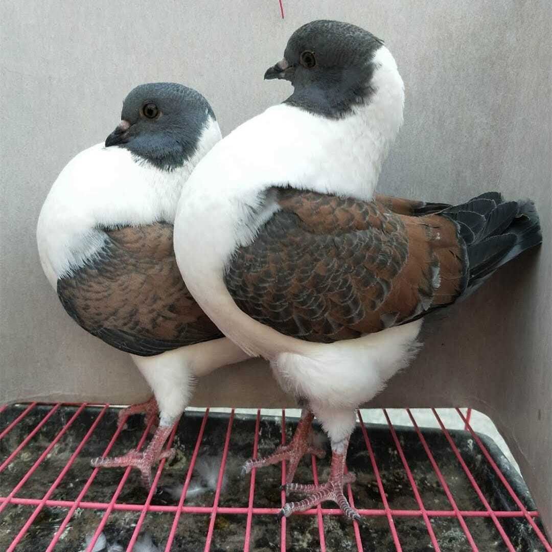 三色摩登那鸽子 观赏鸽种鸽摩登娜青年幼鸽活体肉鸽包活一对【11