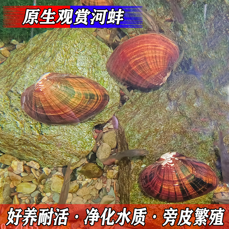 鱼缸工具净小水河蚌 淡水冷水 鳑鲏鱼繁殖专用活体宠物观赏贝壳类