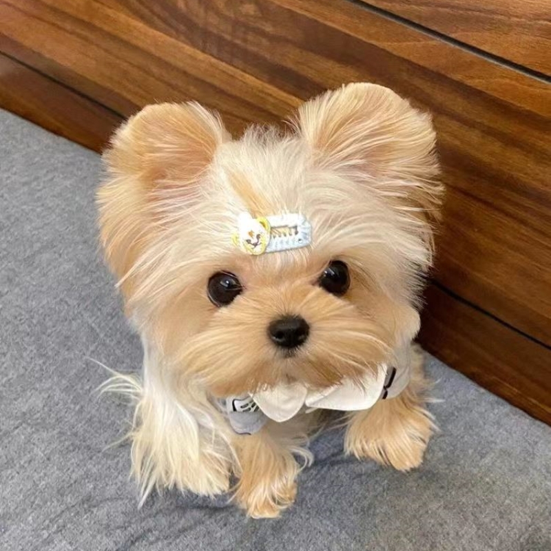 赛级纯种约克夏幼犬韩系金头雪白银超小体茶杯犬宠物狗活体狗狗