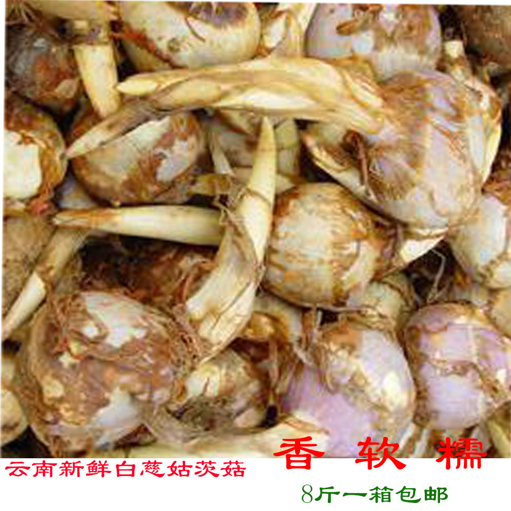茨菇 云南新鲜白慈姑新鲜蔬菜白马蹄鲜慈姑8斤农家菜高原特产包邮