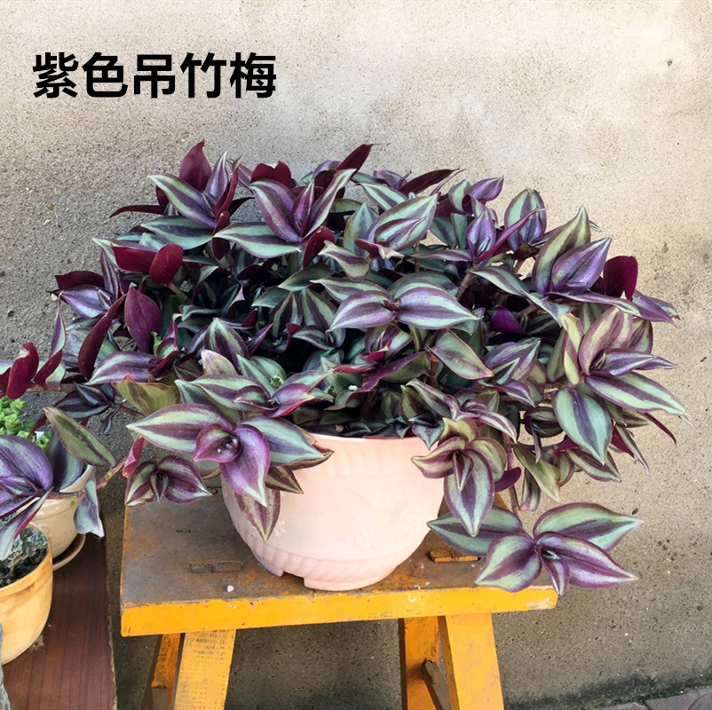特价花卉盆栽 净化空气 防辐射_紫色室内室外小绿植花卉吊兰盆栽防