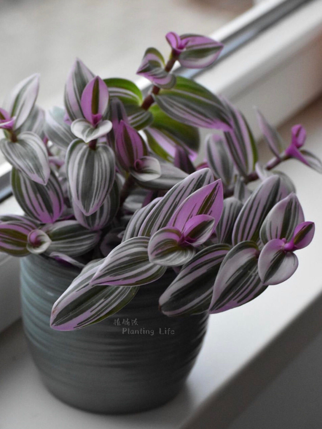 【植物致】彩叶紫露草纳努克tradescantia nanouk  油画吊兰