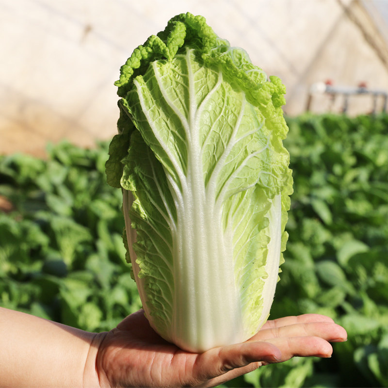 密云 脆嫩三宝菜 新鲜首都水源地种植现拔发货大娃娃菜500g小白菜