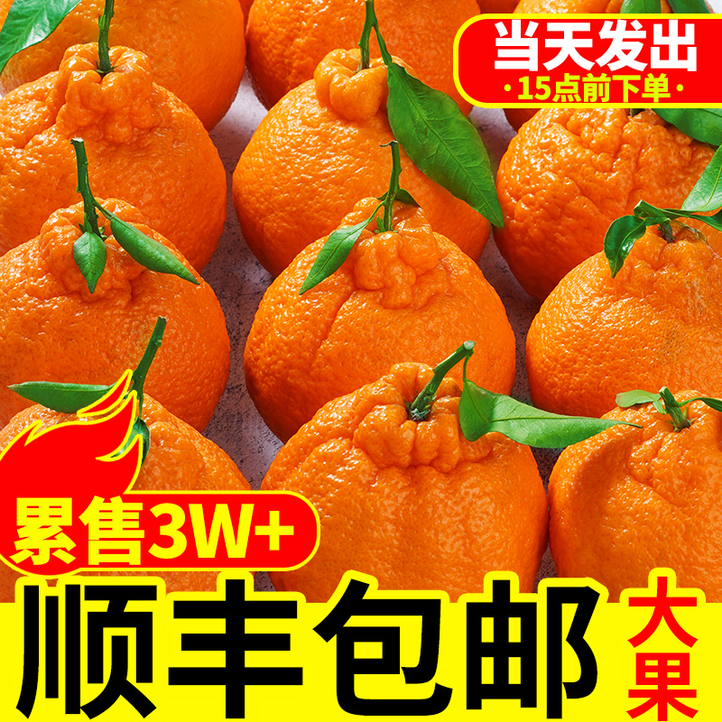 四川不知火丑橘新鲜水果桔子丑八怪柑