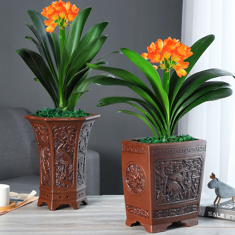 是一种优良的观花赏叶的室内盆栽花卉也可做切花常见种类有彩苞凤梨