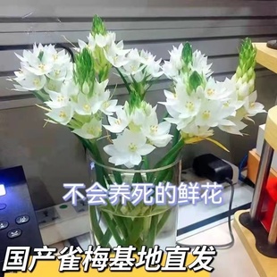 雀梅鲜花圣心百合云南基地直销水养家用办公室插花直发高贵桌面