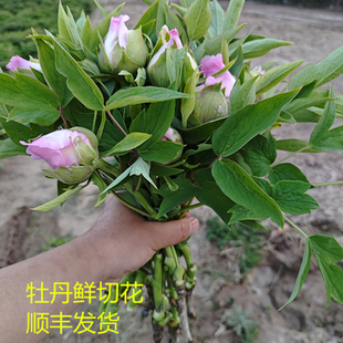 牡丹鲜切花手捧花粉色花紫色花红色花黄色花节日情人节礼品花