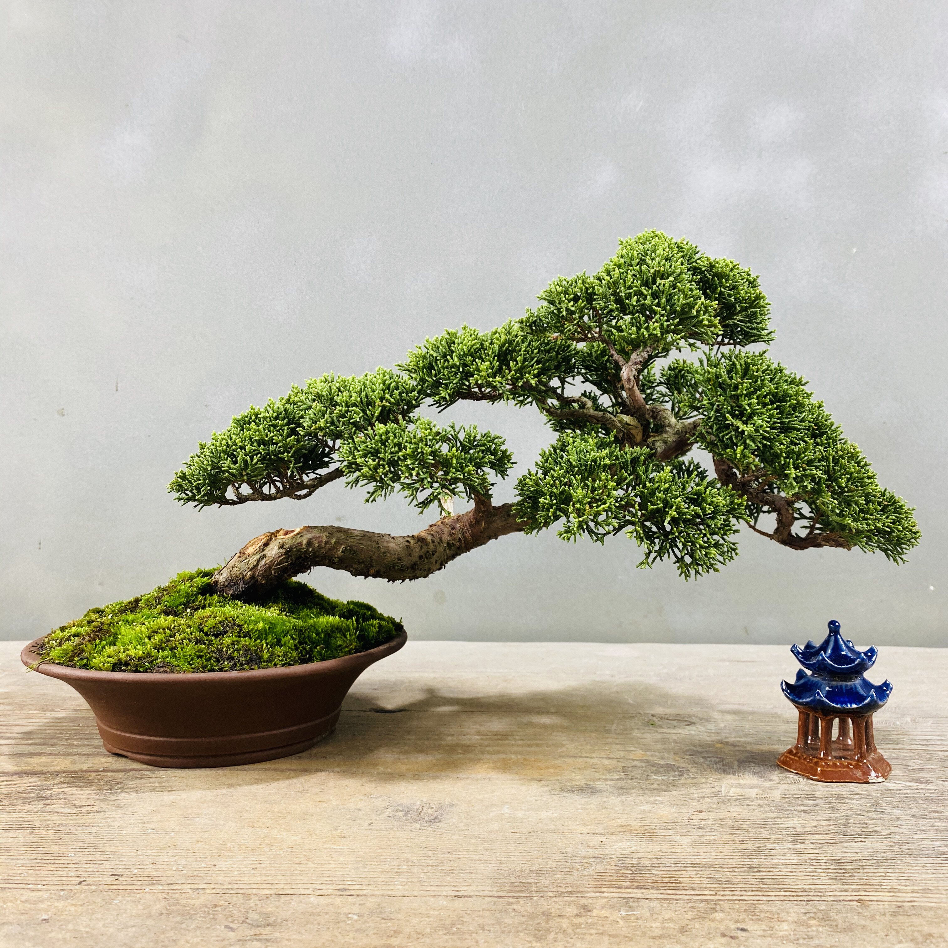 原生日本济州真柏盆景盆栽趣味柏树办公室阳台庭院植物一物一图