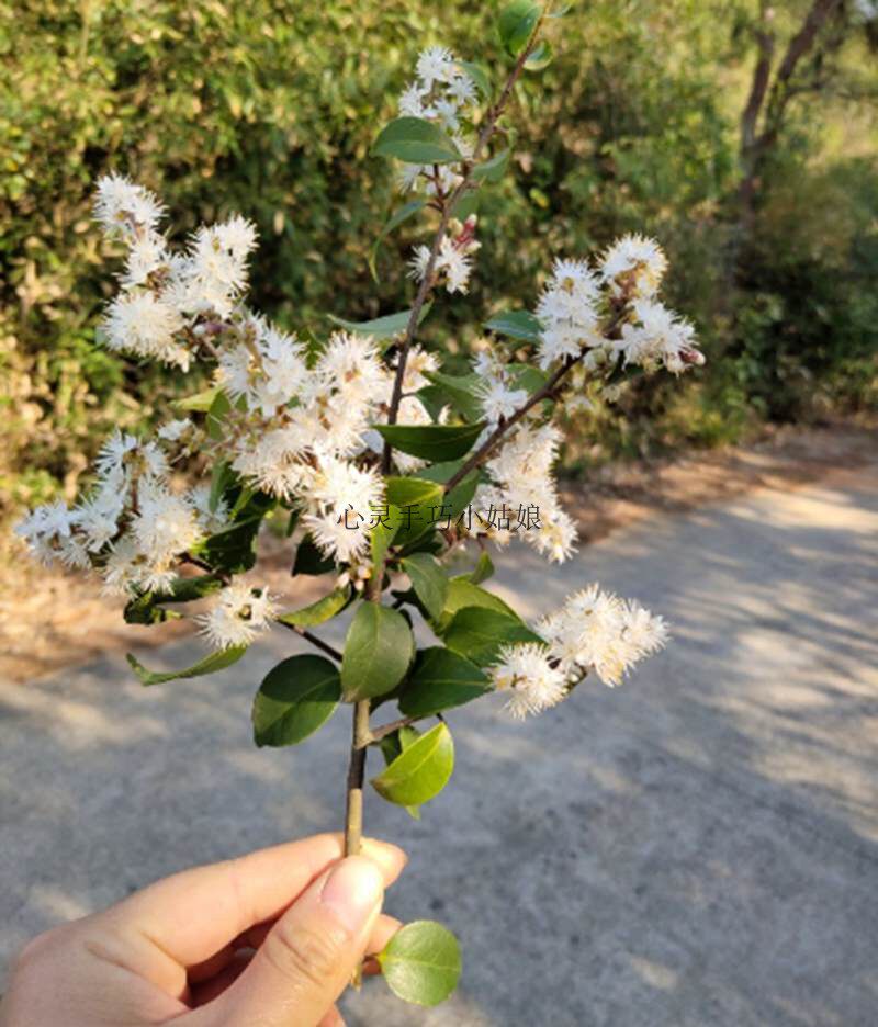 甜叶子花 花束 小叶山矾花 冻青花 冻青树 动青花 动青树