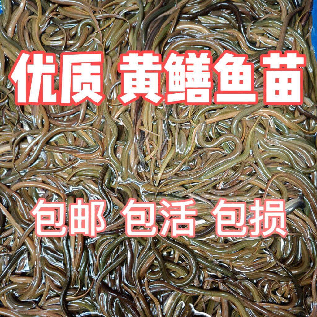 黄鳝幼苗活体 鲜活鳝鱼苗水花苗淡水 四川稻田鳝鱼苗 盘龙鳝鱼苗