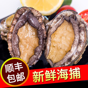 天香罗青岛野生鲜活鲍鱼15-18只海鲜水产活鲍鱼大个冷冻500g包邮