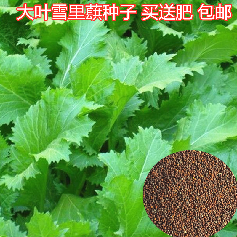 雪里红种子大叶细叶九头鸟雪里蕻阳台盆栽四季蔬菜秋季雪菜种籽