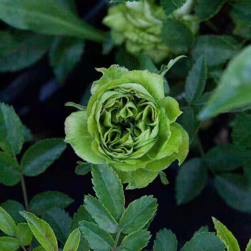 新品微月结绿珍月季花苗趣味重瓣玫瑰室内窗台绿植园艺休闲植物