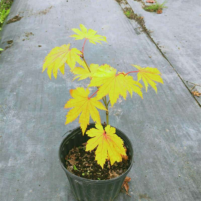 黃葉團扇楓 板屋楓 Acer japonicum在類目 鮮花速遞/花卉仿真/綠植園藝, 花園植物/行道樹/果樹, 觀葉 /花灌木中 - 來自Buy2taobao.com提供專業的淘寶代購服務