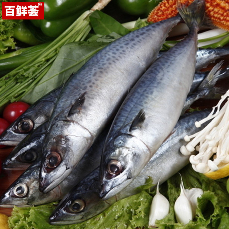 大连特产新鲜大鲅鱼 燕鲅 巴鱼马鲛鱼 超新鲜 包饺子鲜美