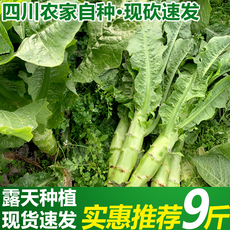 当季新鲜莴笋8斤青笋莴苣时令绿色蔬菜露天香莴苣嫩在类目 水产肉类/新鲜蔬果/熟食, 新鲜蔬菜/蔬菜制品, 新鲜蔬菜, 其它中 - 来自Buy2taobao.com提供专业的淘宝代购服务