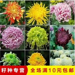 花卉种子【菊花种子】盆栽 易种 家庭阳台观花种子四季播种 30粒