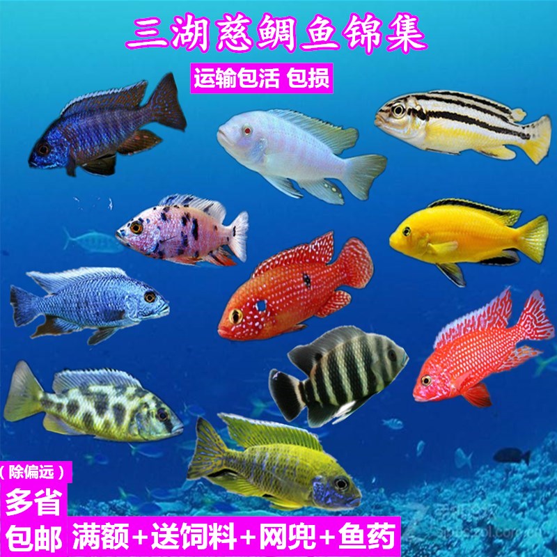 三湖慈鲷热带鱼小型观赏鱼淡水鲷鱼活