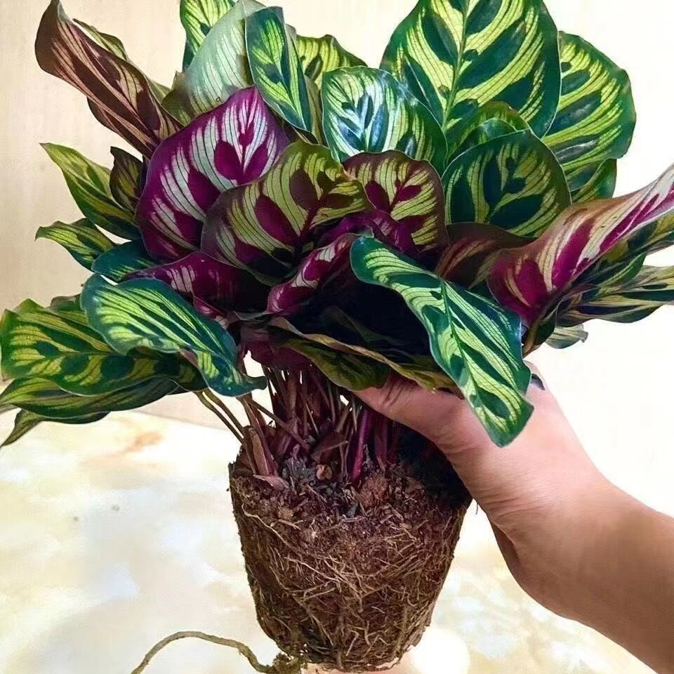 孔雀竹芋(孔雀竹芋有毒吗)