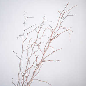 干树干枝龙枣枝 干花真花花束仿真干花枝客厅假花仿真花落地装饰