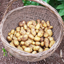 湖南石门土豆非转基因小土豆农家洋芋蔬菜马铃薯5斤带包装包邮