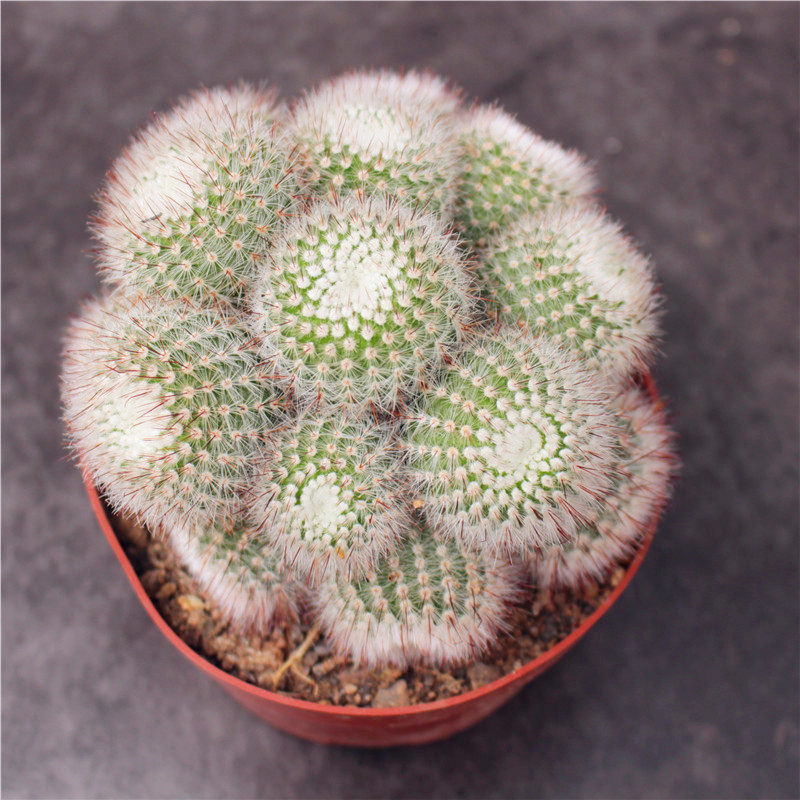 大仙人球盆栽超大_红芙蓉群生仙人球 创意软毛超大开花植物 防辐射