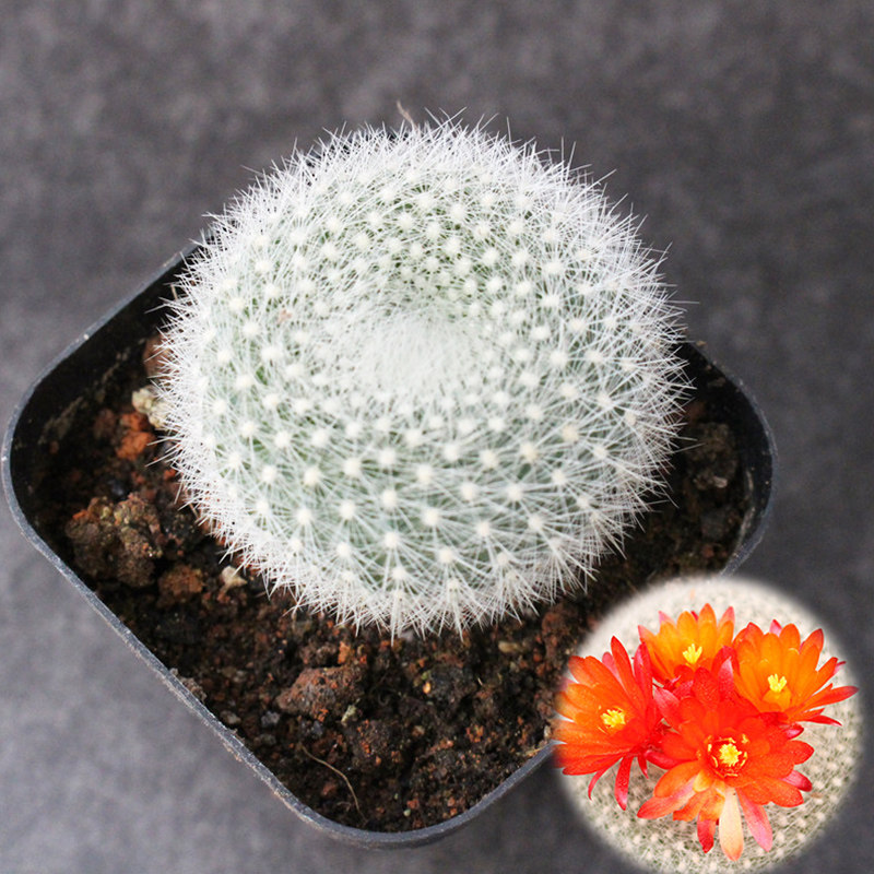 白雪光实生仙人球多肉植物组合小盆栽办公室内开红花软毛可爱肉肉