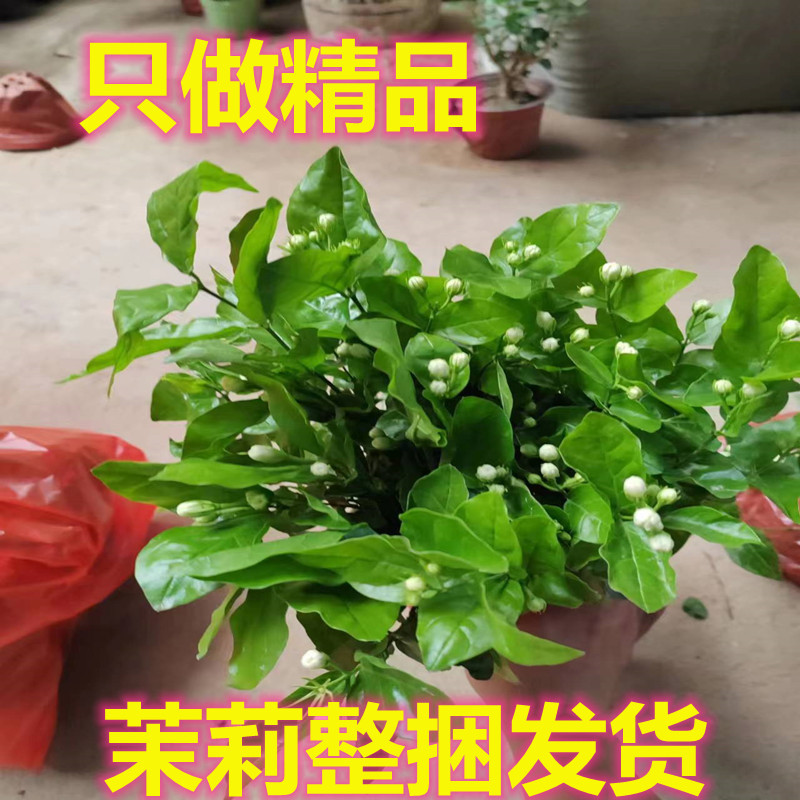 重瓣茉莉花盆栽苗老桩四季开花室内外花卉阳台庭院桌面绿植素氧