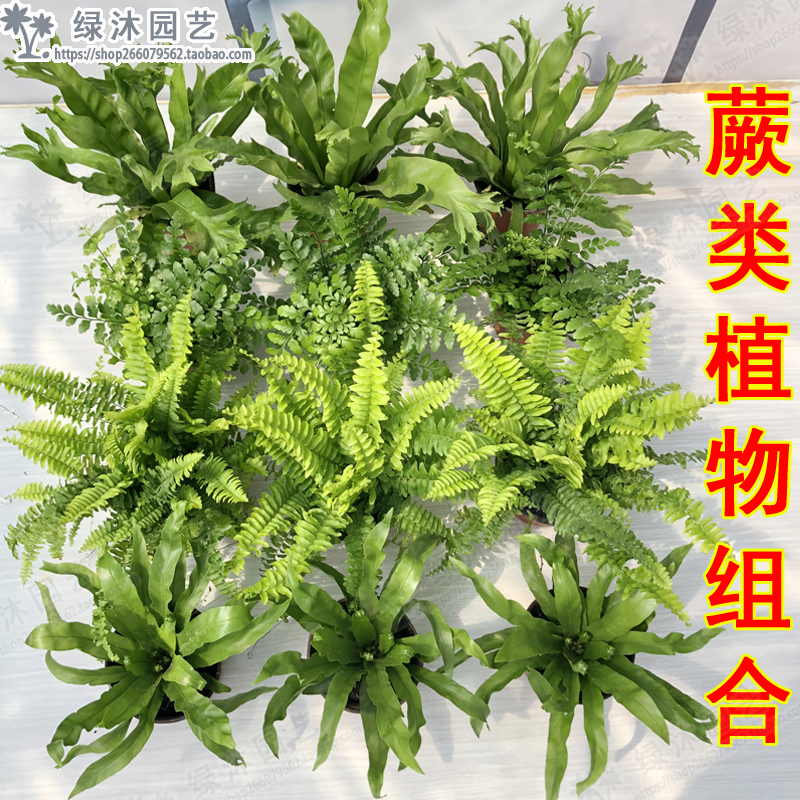 蕨类植物盆栽平安蕨 波斯顿蕨 鹿角鸟巢蕨阔叶蕨狼尾蕨铁银金线蕨