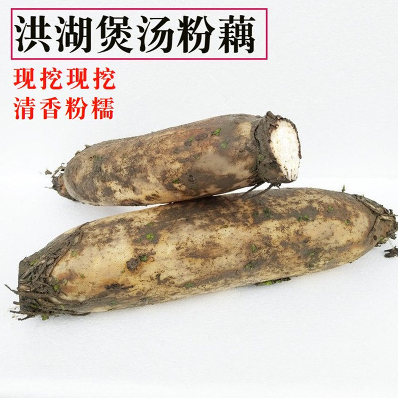 洪湖莲藕新鲜野生现挖煲汤粉藕红面带泥5斤装新鲜蔬菜桂花糯米藕|ruв категории водной мясо/свежие фрукты и овощи/еда, свежие овощи/овощной продукции, свежие овощи, корень лотоса - от Buy2taobao.com для оказания профессиональной услуги покупки агента Taobao