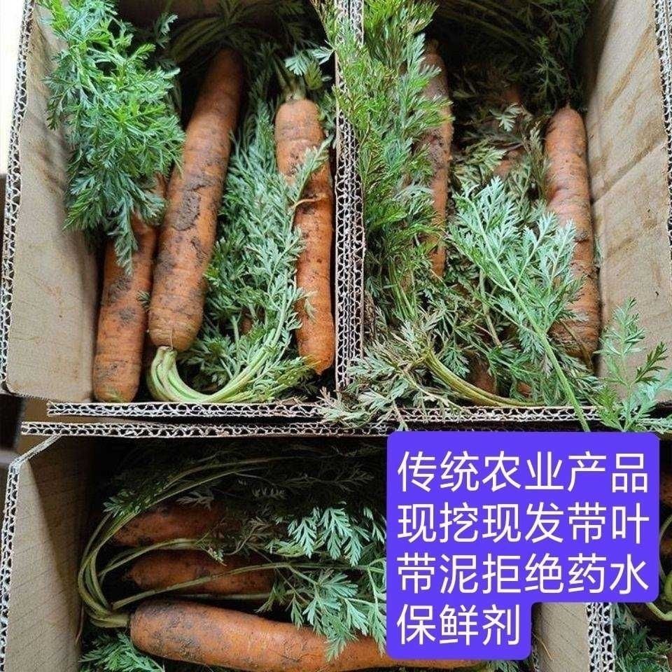 家里种非转基因小胡萝卜云南露天种新鲜红萝卜现挖带樱带泥发货