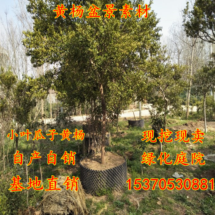 黄杨树苗庭院绿化小叶黄杨瓜子黄杨盆景素材高杆树桩独杆黄杨树在类目 鲜花速递/花卉仿真/绿植园艺, 花卉/绿植盆栽(新), 绿植中 - 来自Buy2taobao.com提供专业的淘宝代购服务