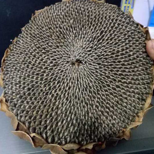 2021年新鲜葵花籽盘晒干葵花头脆原味生瓜子向日葵盘干饱满特大