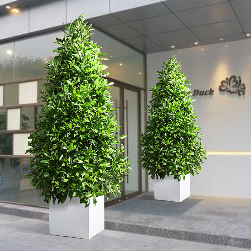 非洲茉莉室内大型绿植花卉盆栽四季常青净化空气昆明同城配送