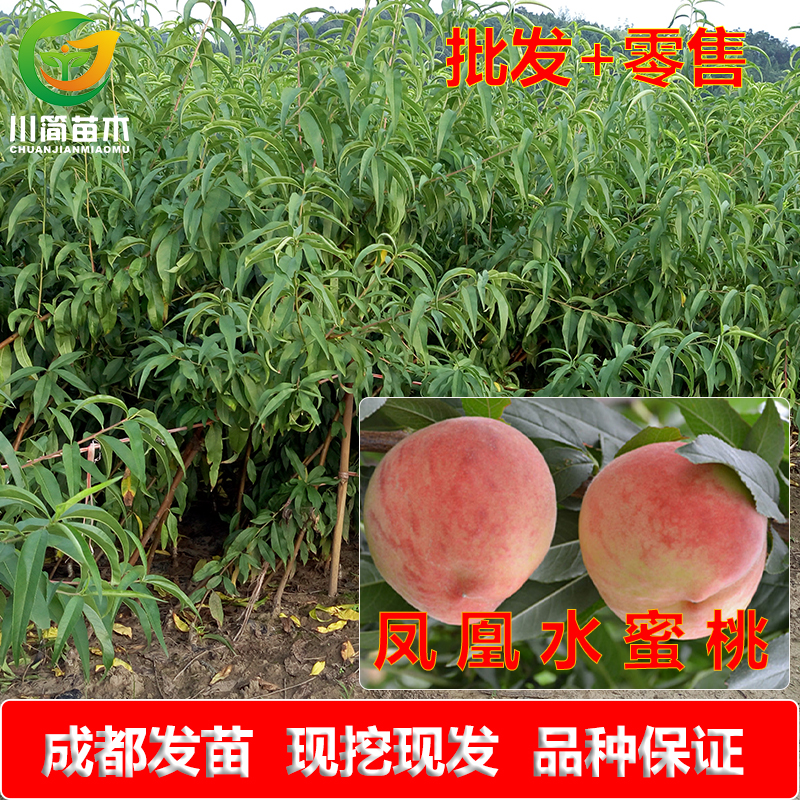 热销四川嫁接优质凤凰水蜜桃水果树苗 树苗盆地栽在类目 鲜花速递/花卉仿真/绿植园艺, 花园植物/行道树/果树, 果树中 - 来自Buy2taobao.com提供专业的淘宝代购服务