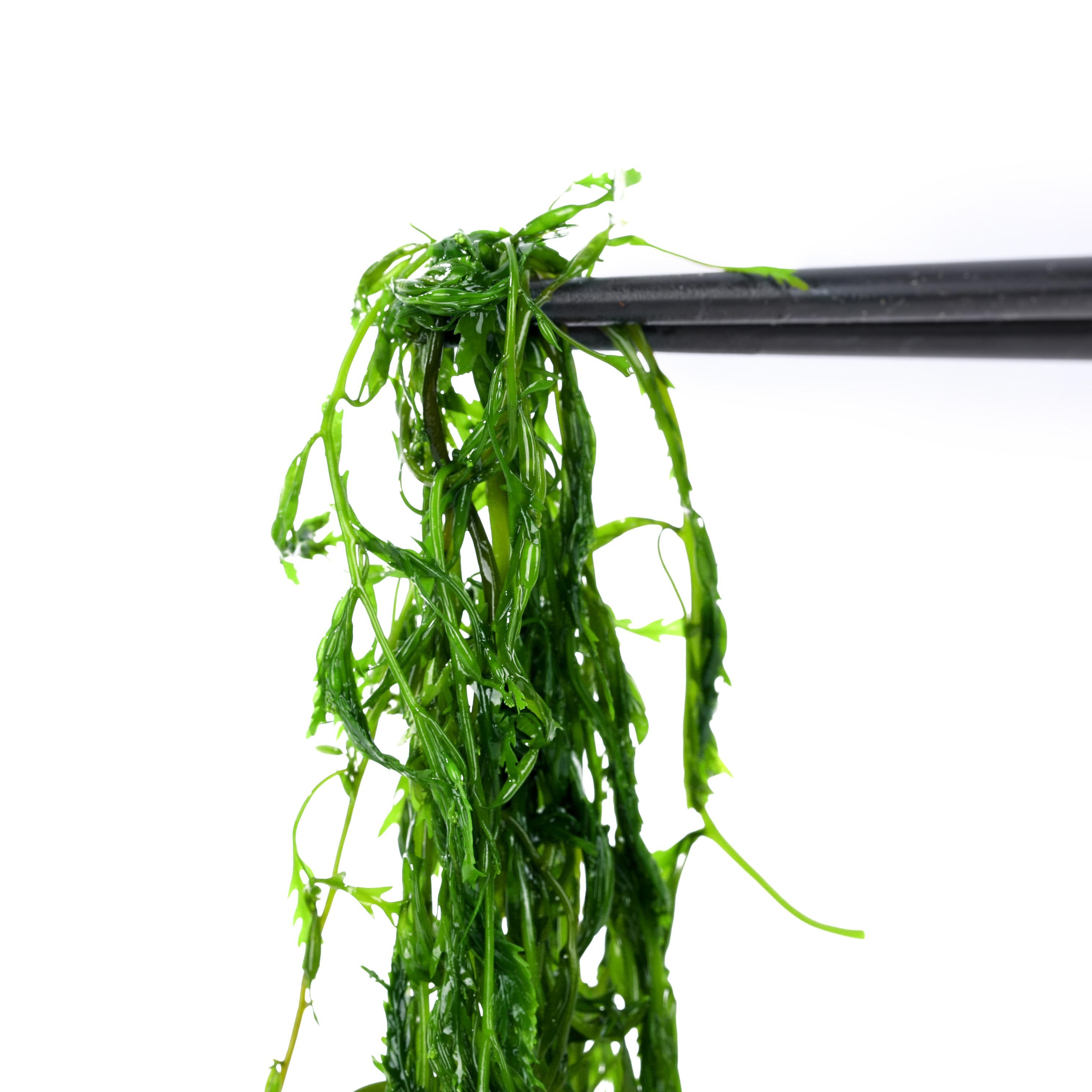 荣成马尾藻5斤新鲜整箱野生海藻菜鞭炮笋盐渍即食龙须菜长寿菜_6折