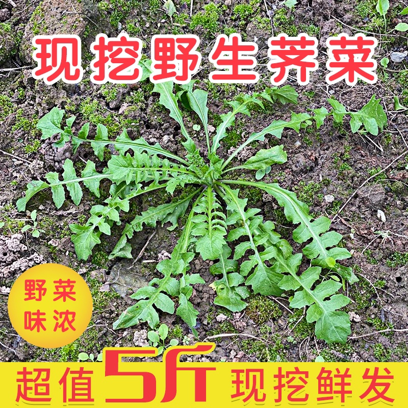 现挖野生荠菜5斤新鲜蔬菜农家地菜荠荠菜饺子馄饨馅3包邮孕妇月子|ruв категории водной мясо/свежие фрукты и овощи/еда, свежие овощи/овощной продукции, свежие овощи, пастушок - от Buy2taobao.com для оказания профессиональной услуги покупки агента Taobao