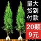 塔柏树苗柏树苗侧柏树苗龙柏树苗松柏扁柏苗柏树树苗绿化苗松树苗