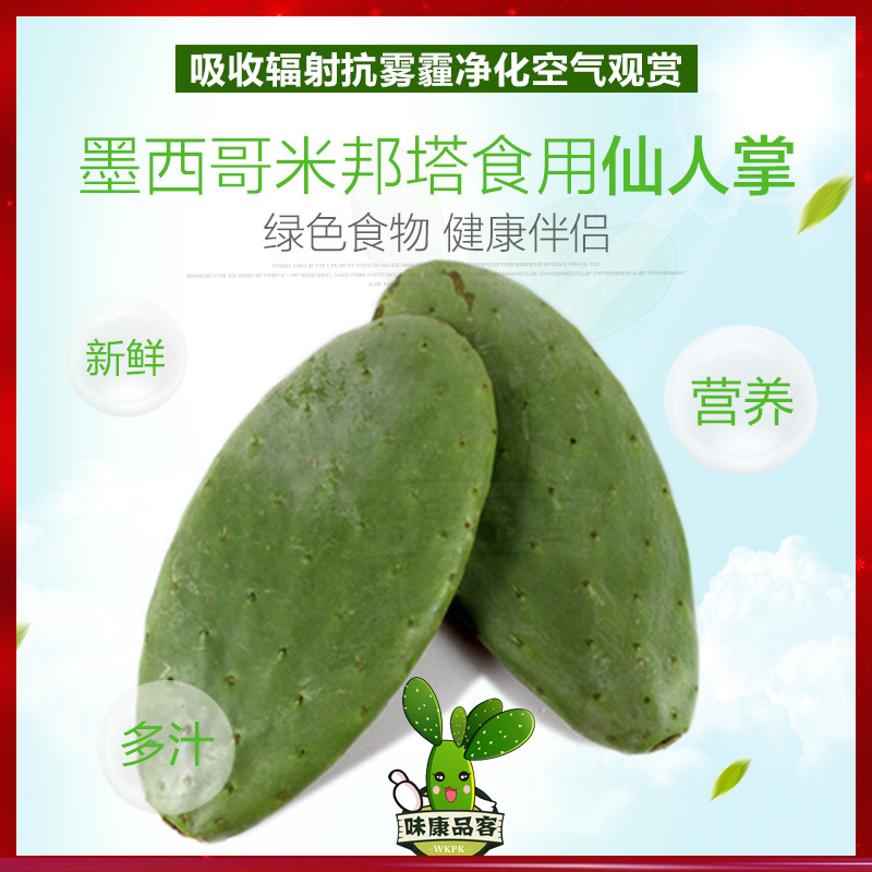 仙人掌盆栽 绿色植物 墨西哥米邦塔食用仙人掌 嫁接 陆龟美容包邮