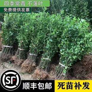 围墙篱笆植物大叶北海道黄杨苗冬青树苗四季常青耐寒庭院绿篱树苗