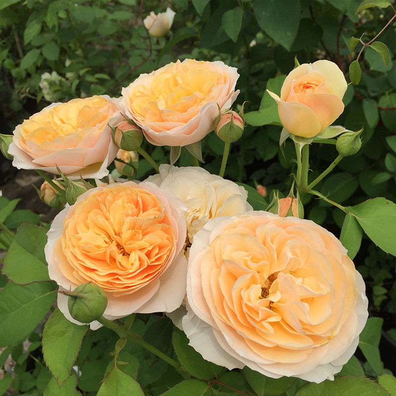 欧月朱丽叶月季切朱大花勤花阳台庭院花园盆栽漩砚花卉苗圃基地