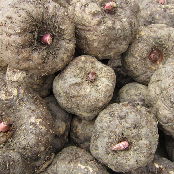 鲜魔芋包邮_20年现挖恩施野生新鲜白魔芋优质辣条原料魔芋豆腐农产品