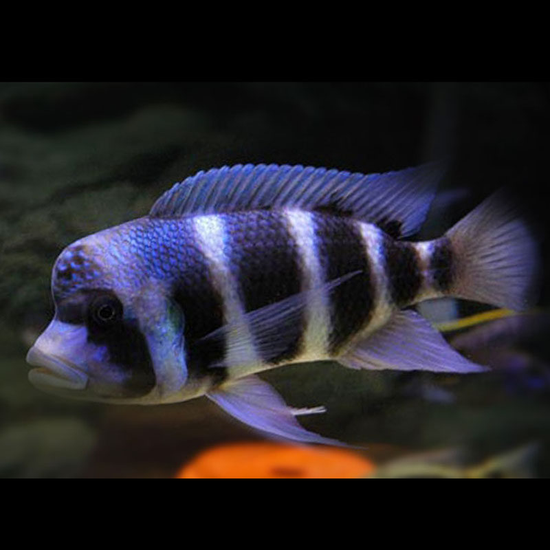 布隆迪六间伊巴卡萨依蓝珍珠蝴蝶黄帆天堂鸟银河星钻坦鲷热带鱼