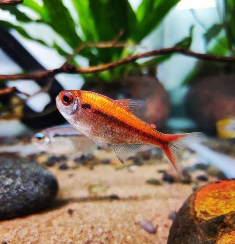 热带鱼活体批发