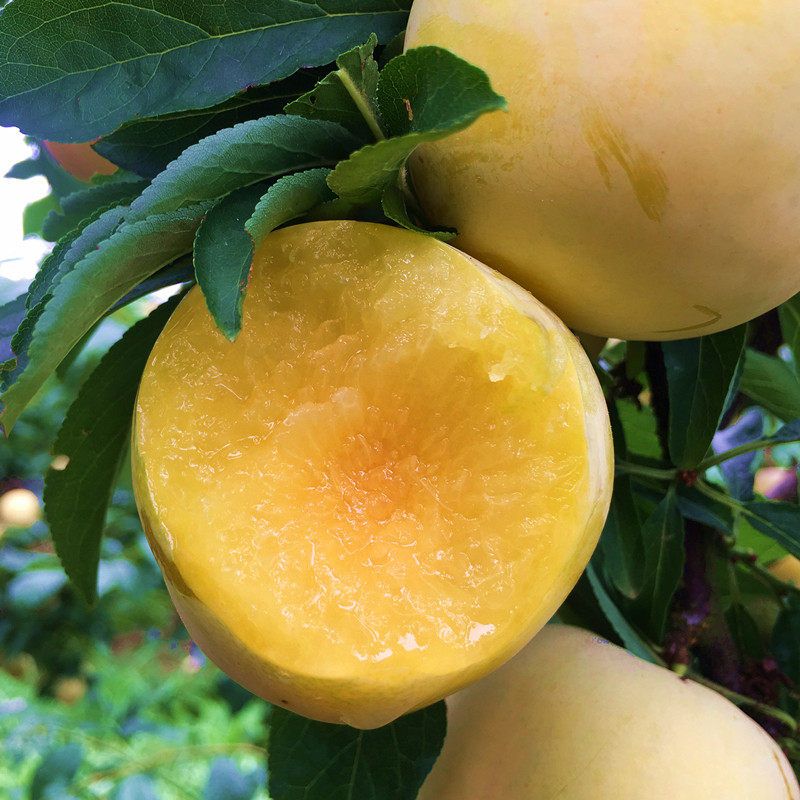 黄李子新鲜当季青李三华李酸脆李