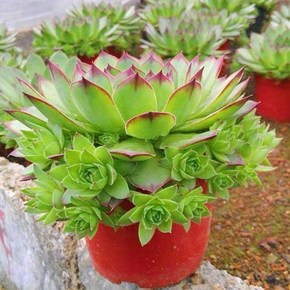 (券后)6868￥175juicy grape项链吊坠可打开复活节彩蛋可爱兔子