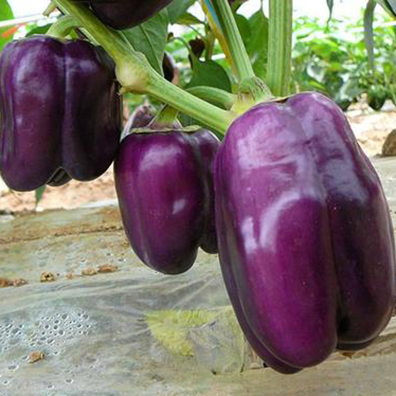 紫色甜椒种子 彩椒种子圆椒紫霞青椒彩椒 蔬菜种子阳台家庭菜园