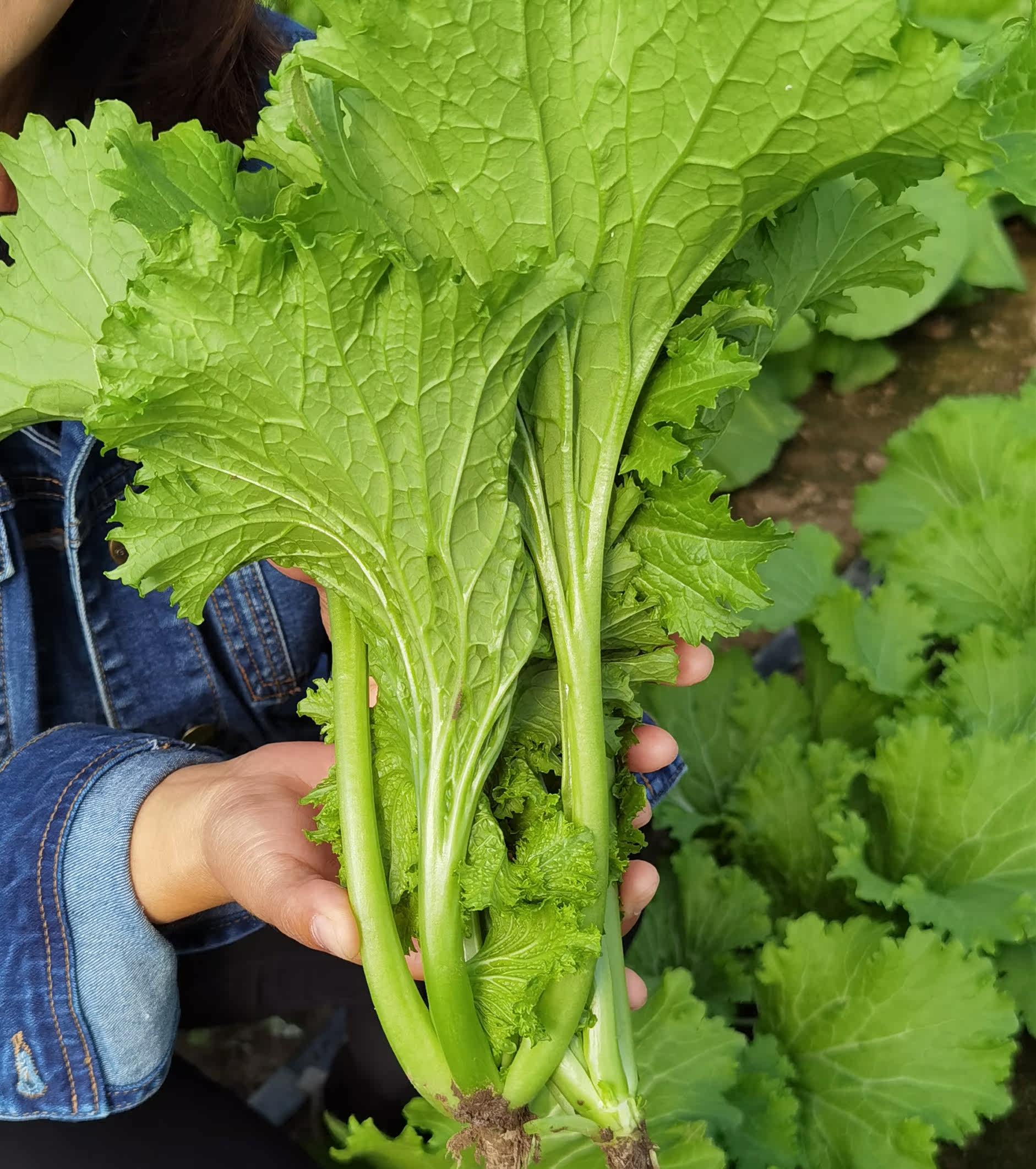 清香碧玉 香叶芥菜种子 清香味浓郁 生食 做馅 可做梅干菜