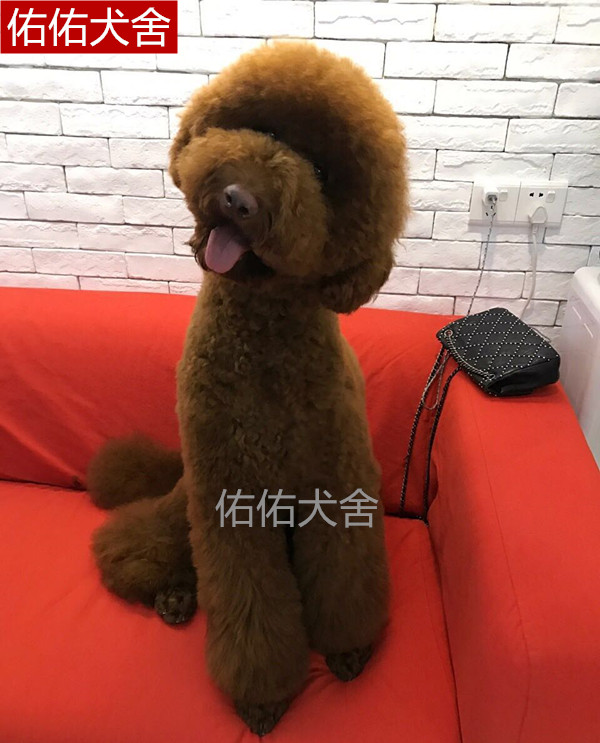 巨型贵宾巨贵犬活体宠物狗幼犬纯种巨型泰迪大型棕色白色大型泰迪_8折