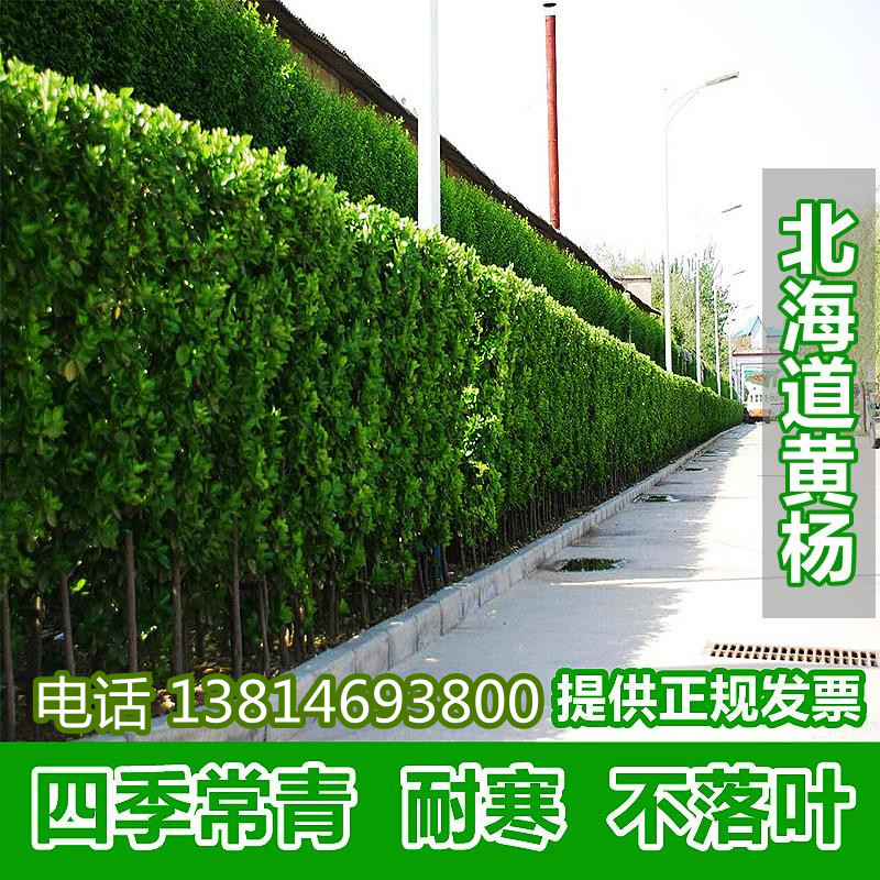 围墙大叶北海道冬青树苗绿篱黄杨苗